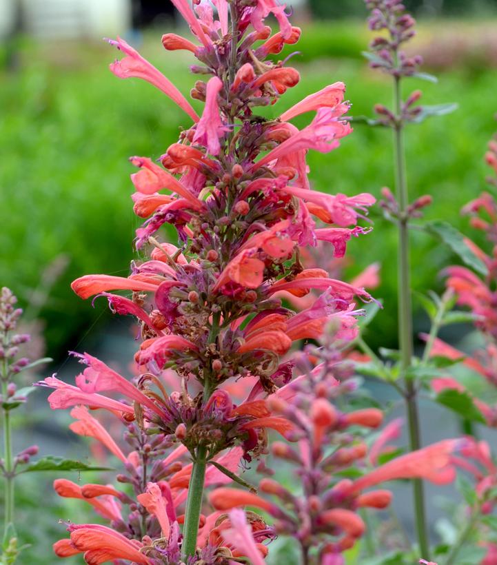 Agastache 'Kudos™ Coral' Kudos™ Coral Hummingbird Mint from Dietrich ...