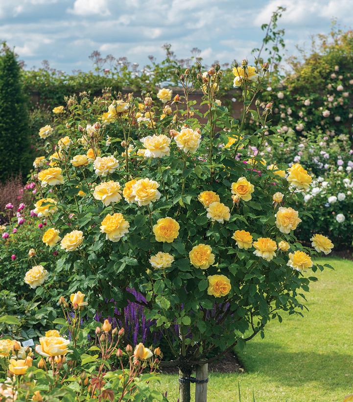 Image Credit: David Austin Roses (Tree Form)