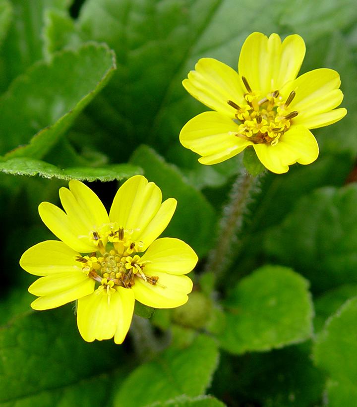 Image Credit: Prides Corner Farms