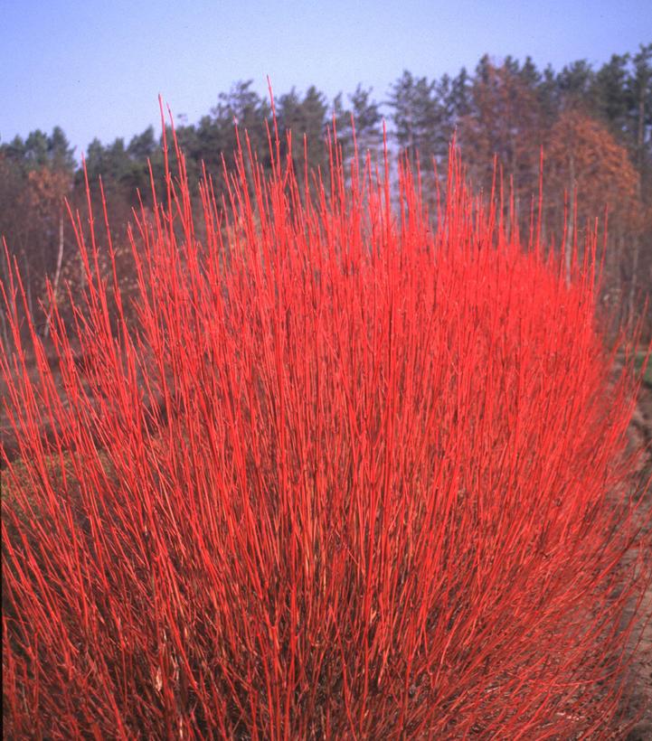 Cornus sericea ''Cardinal'' - Cardinal Red Twig Dogwood from Prides Corner Farms