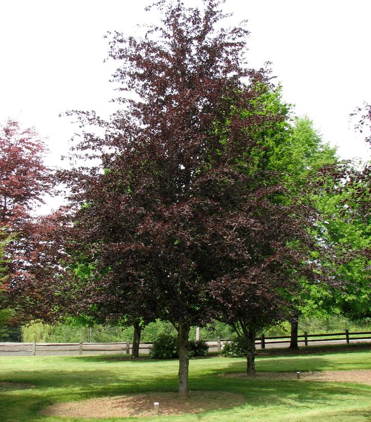 Betula nigra - River Birch courtesy of J. Frank Schmidt & Son Co.