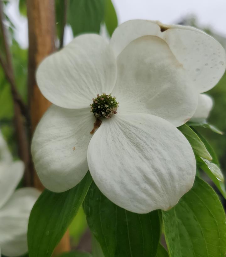 mature flowers, Image Credit: Prides Corner Farms