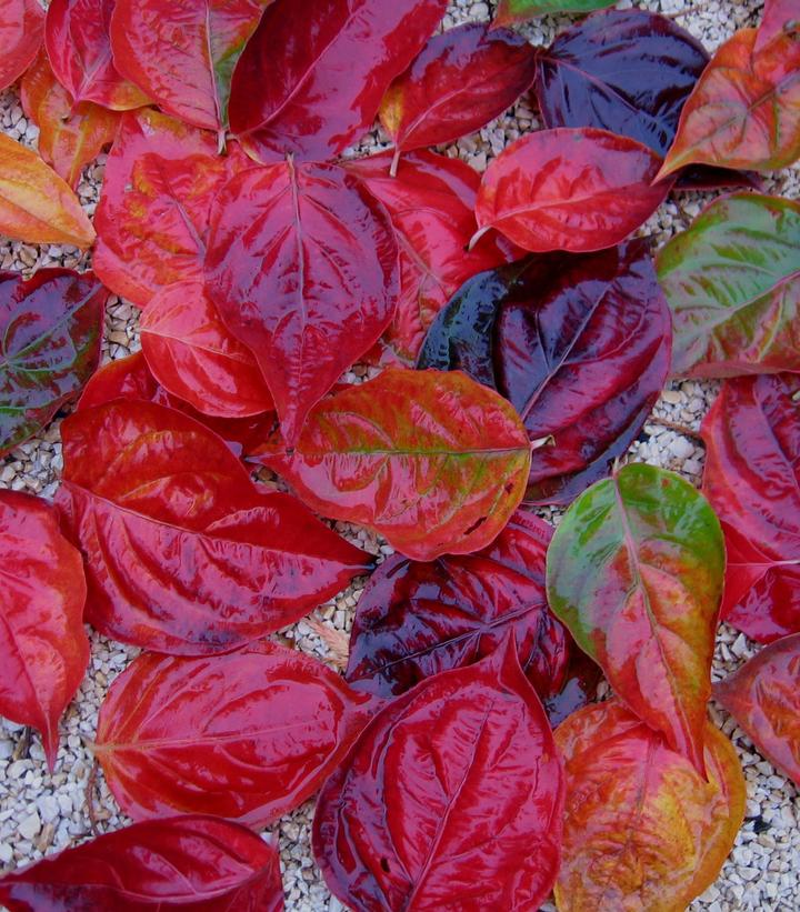 Cornus x 'Venus®' Venus® Dogwood from Dietrich Gardens