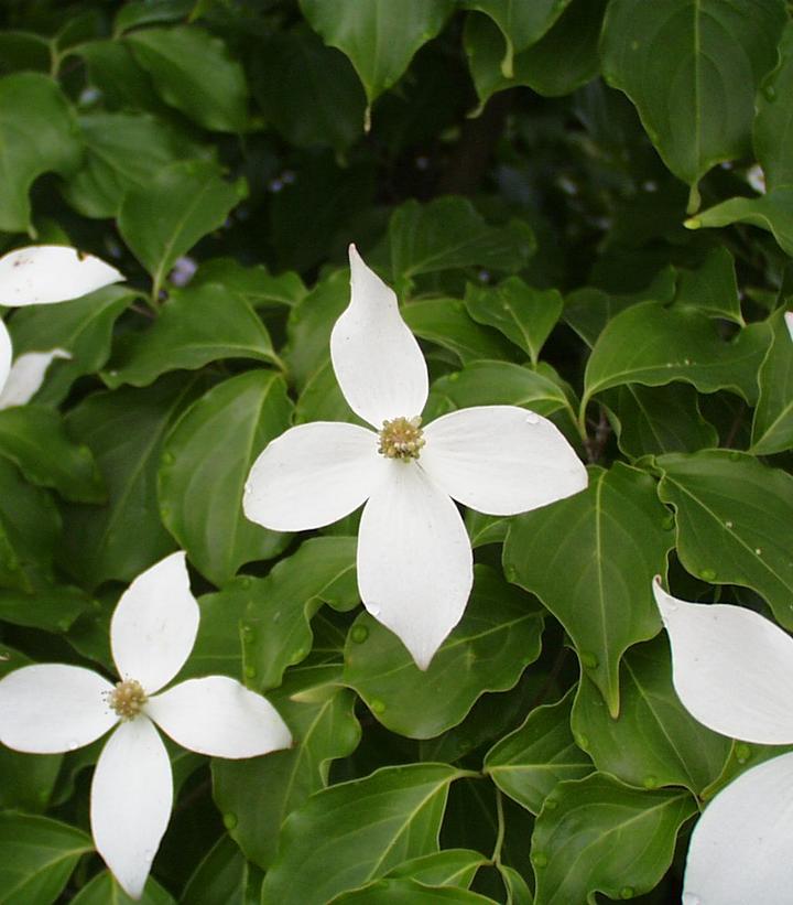 Cornus kousa - Kousa Dogwood from Prides Corner Farms