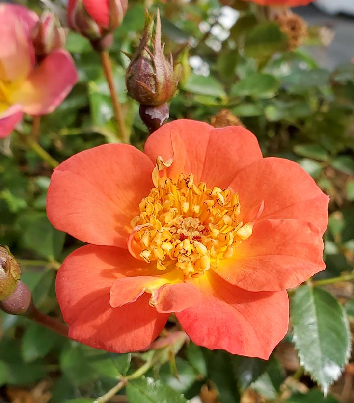 Rosa x 'Oso Easy Hot Paprika®' Oso Easy Hot Paprika® Landscape Rose ...