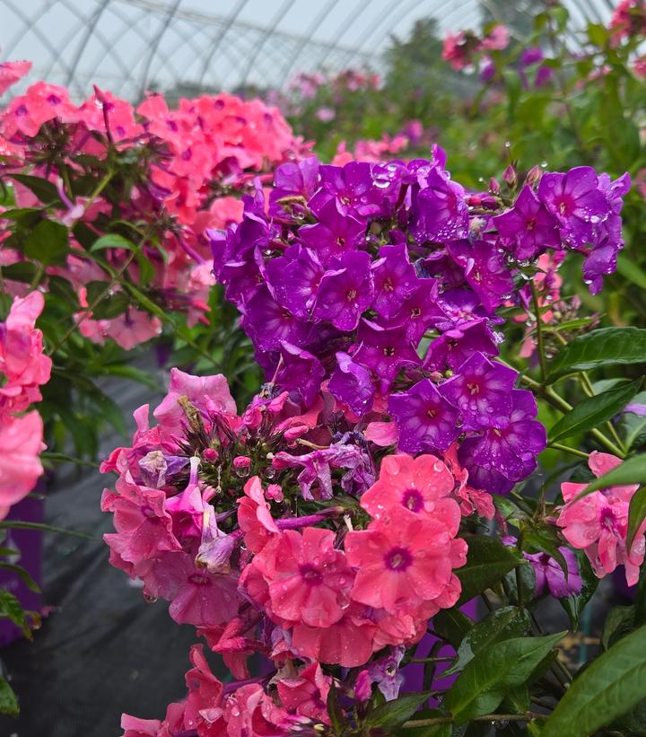 Image Credit: Prides Corner Farms