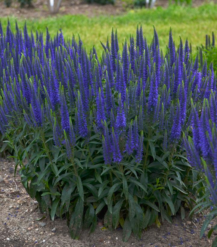 Veronica hybrid 'Magical Show® 'Wizard of Ahhs'' Wizard of Ahhs Spike ...