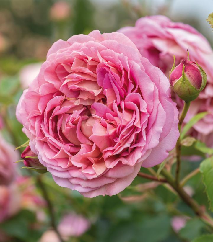 Image Credit: David Austin Roses