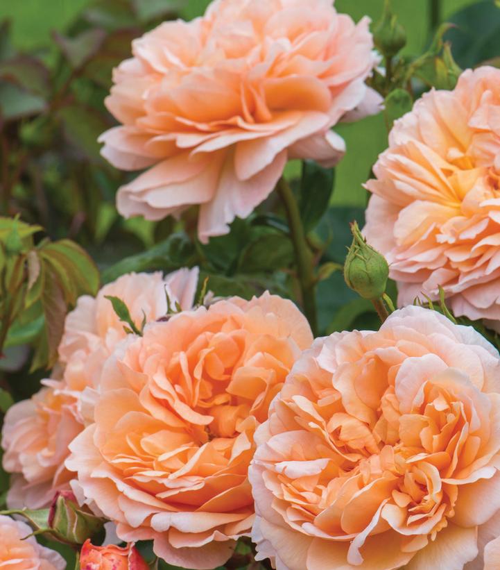 Image Credit: David Austin Roses