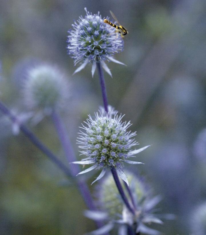 Image Credit: Walters Gardens