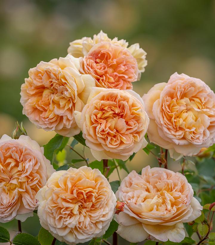 Image Credit: David Austin Roses
