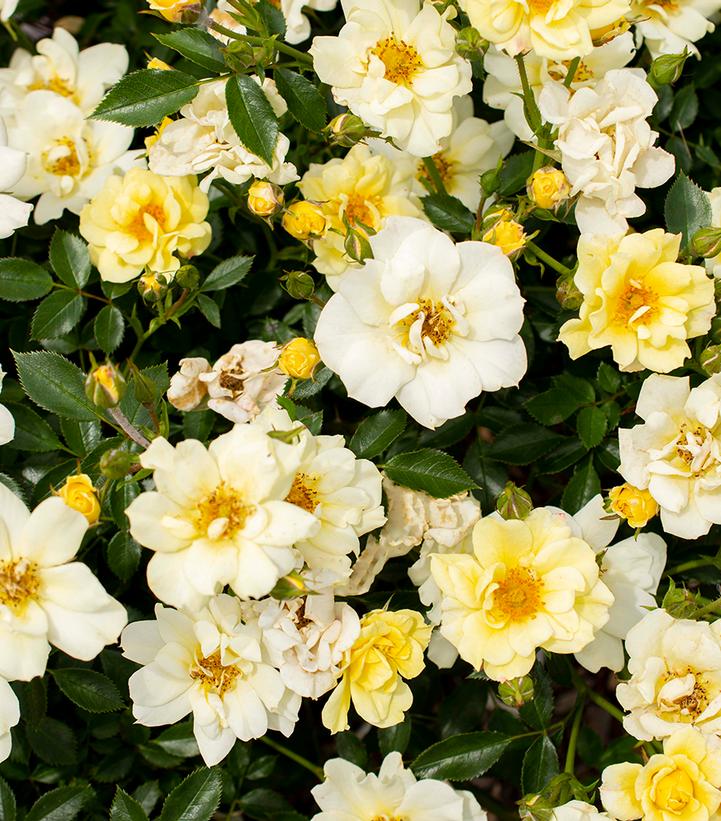 Rosa 'Lemon Drift®' Lemon Drift® rose from Dietrich Gardens