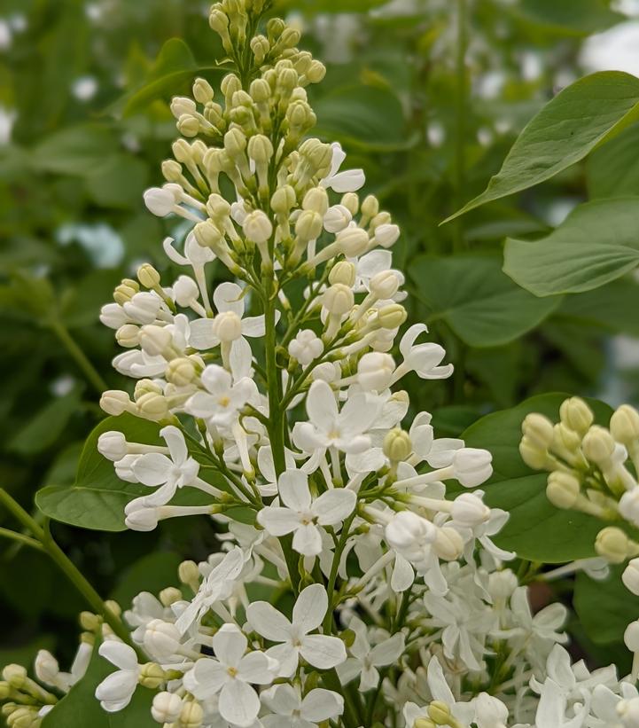 Syringa x ''Betsy Ross'' Betsy Ross Lilac from Dietrich Gardens