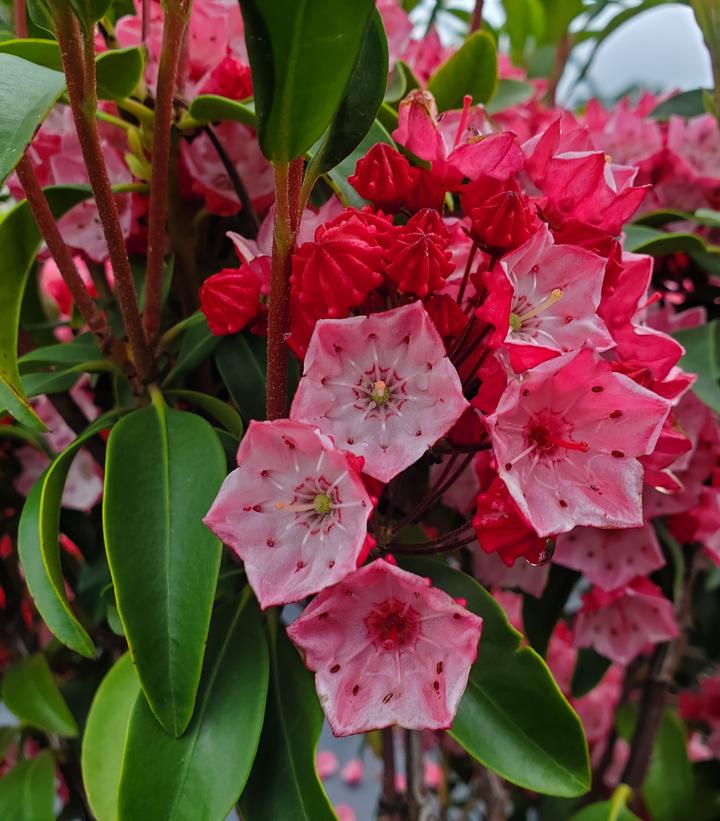 Image Credit: Prides Corner Farms