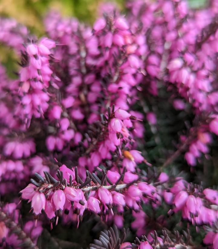 Erica 'Kramers Red' Kramers Red Spring Heather from Dietrich Gardens