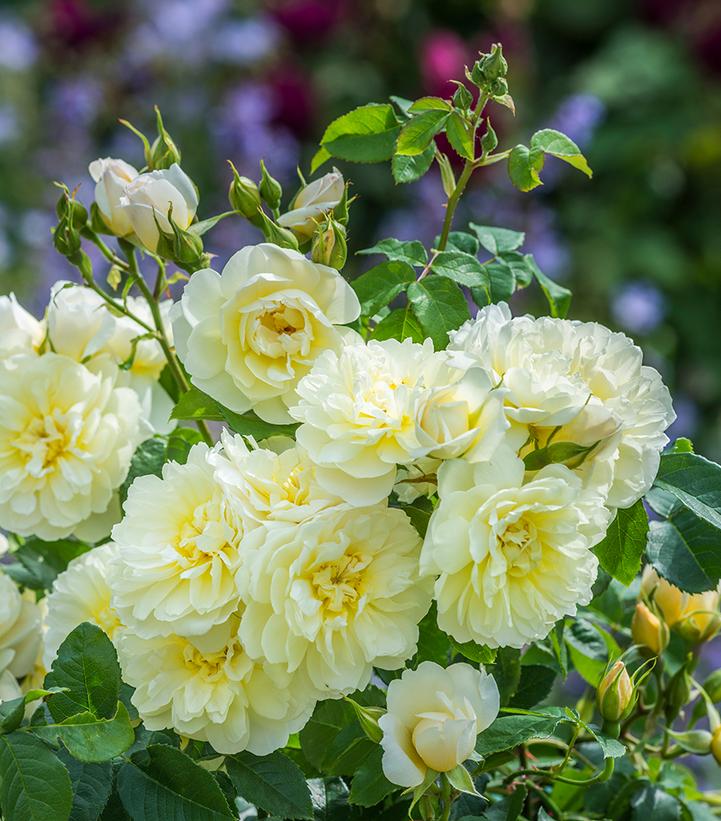 Image Credit: David Austin Roses
