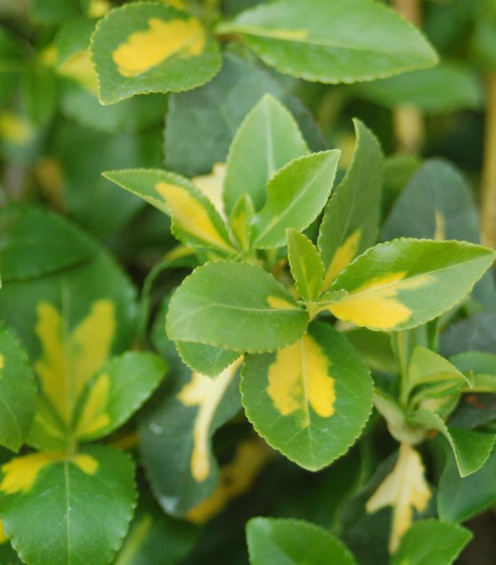 Euonymus fortunei ''Moonshadow'' - Moonshadow Euonymus from Prides Corner Farms