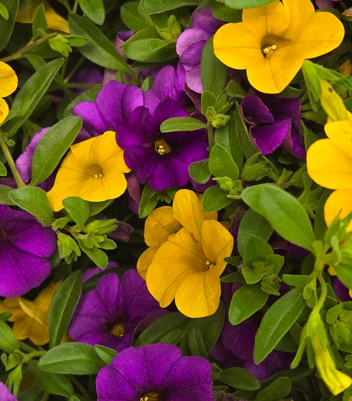 Image Credit: Prides Corner Farms