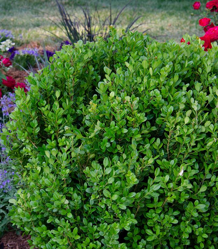 Buxus Newgen Freedom® Newgen Freedom® Boxwood From Dietrich Gardens