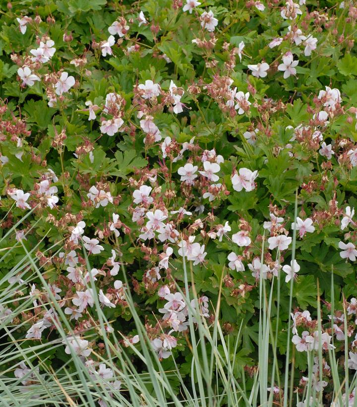 Image courtesy Walters Gardens