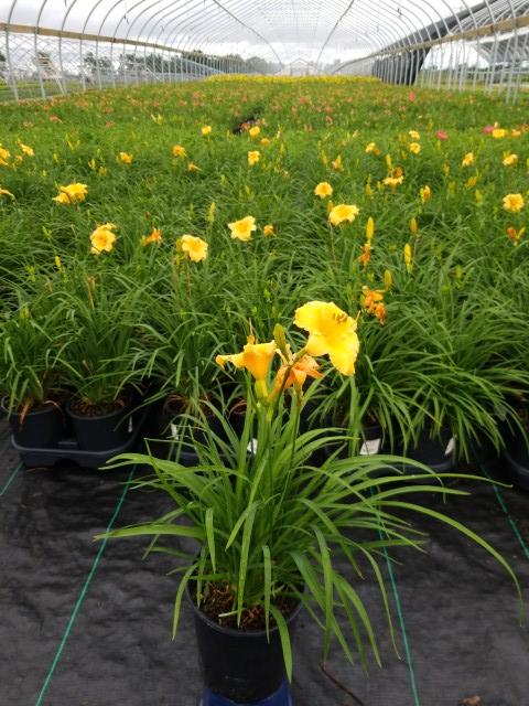 Hemerocallis Apricot Sparkles