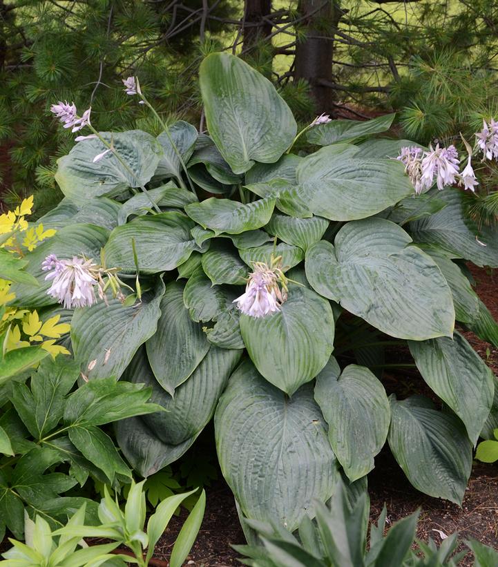 Image Credit: Walters Gardens
