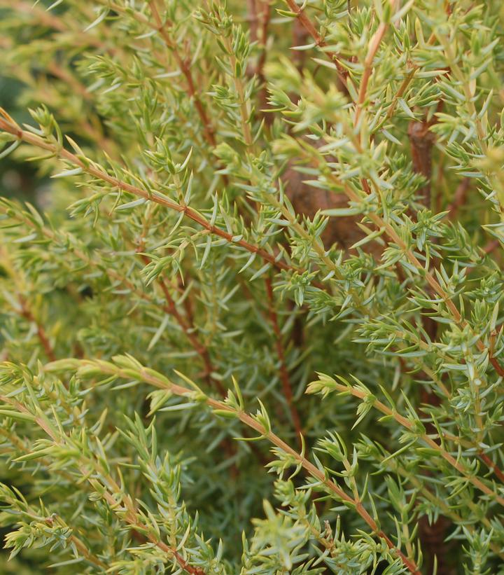 Juniperus communis 'Gold Cone' Gold Cone Juniper from Dietrich Gardens