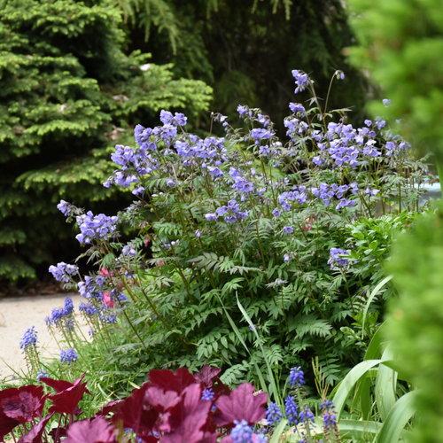 Polemonium hybrid 'Heaven Scent'