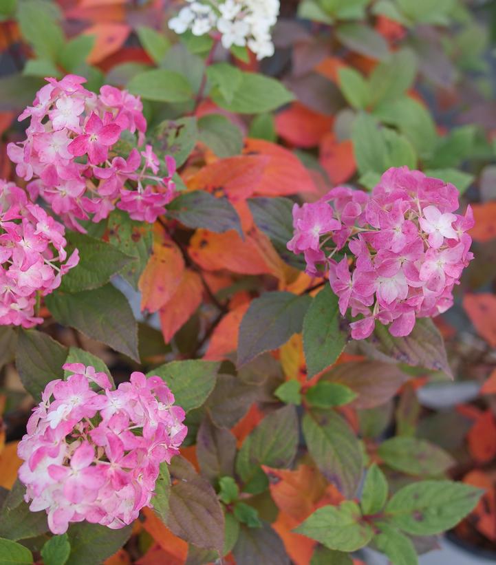 Image Credit: Spring Meadow Nursery