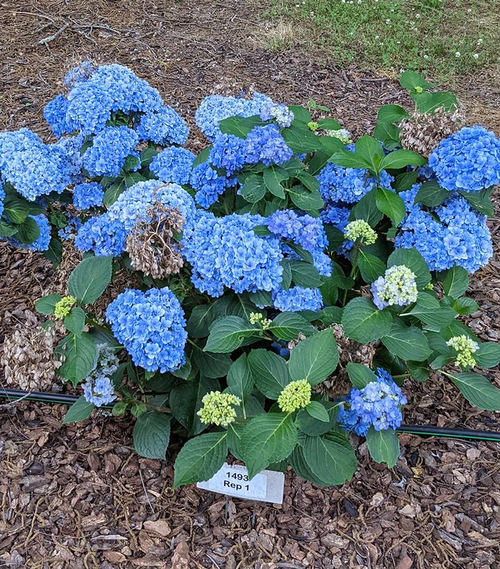 Hydrangea mac. Double Down®