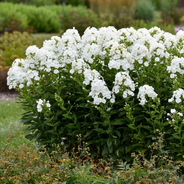 Phlox paniculata Luminary™ 'Backlight'