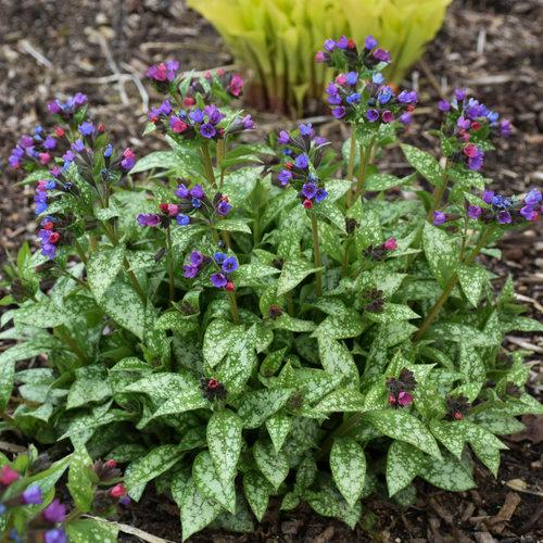 Pulmonaria hybrid 'Spot On'