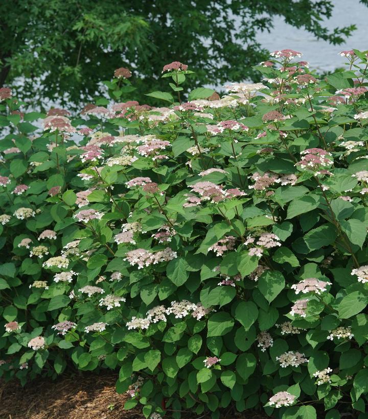 Image Credit: Spring Meadow Nursery