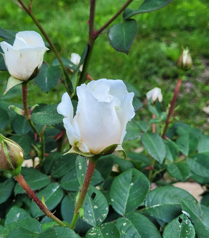 Image Credit: Prides Corner Farms