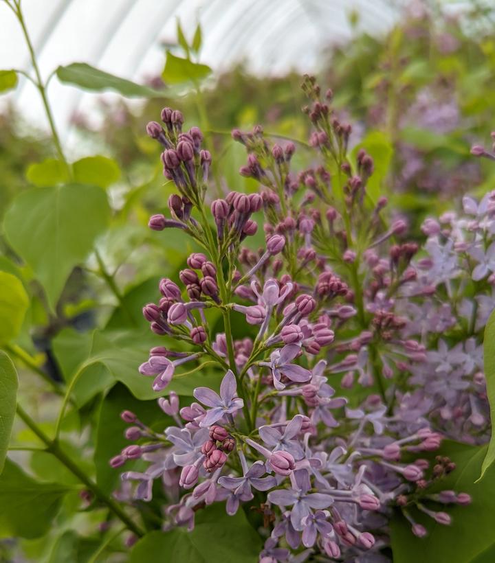 Syringa vulgaris 'New Age™ Lavender' New Age™ Lavender Lilac from ...