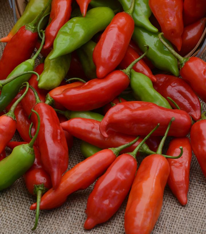 Pepper ''Aji Rico' (Hot)' - photo courtesy of Ball Seed