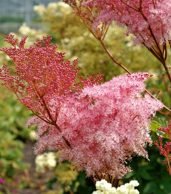 Filipendula rubra 'Venusta'