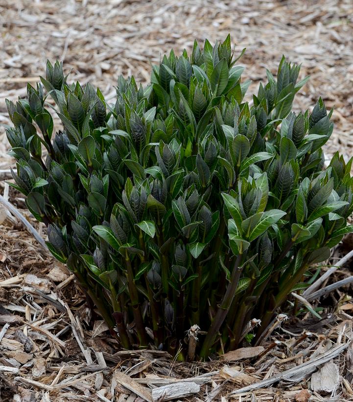 Image Credit: Walters Gardens