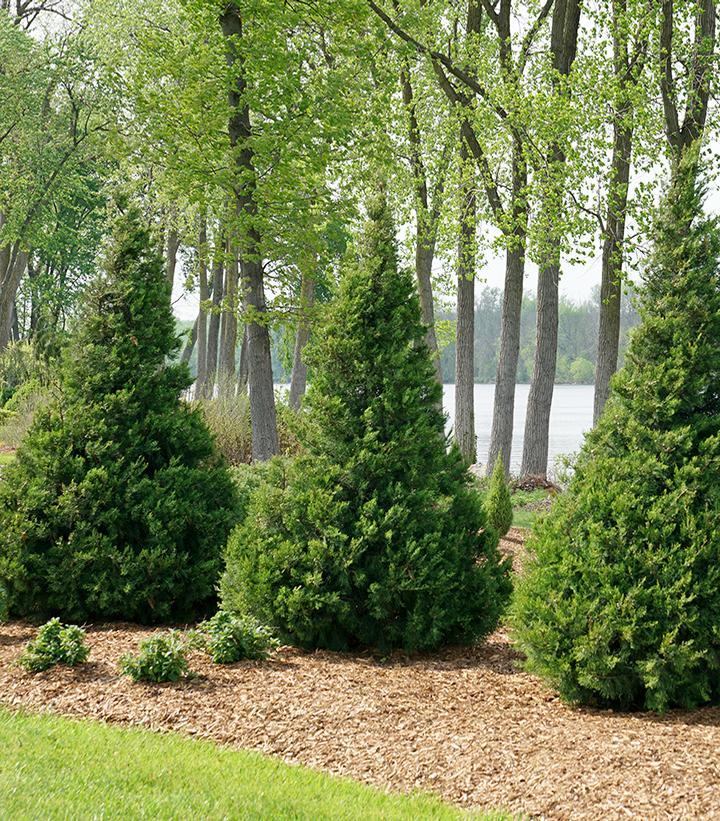 Juniperus chinensis 'Gin Fizz®' Gin Fizz® Juniper from Dietrich Gardens