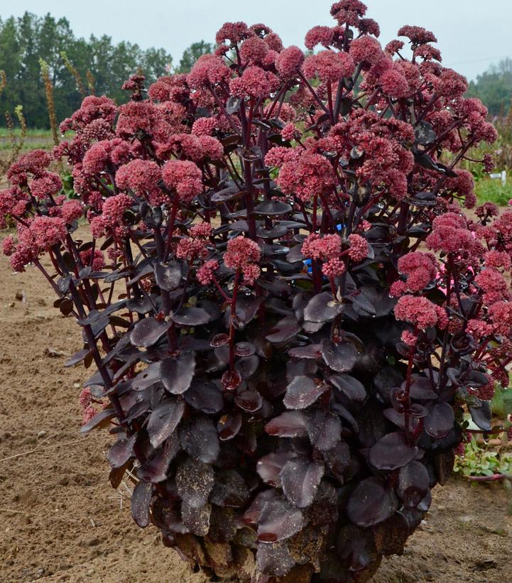 Image Credit: Walters Gardens