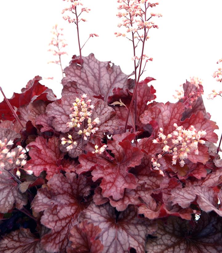 Heuchera ''Ruby Tuesday'' -photo courtesy of Terra Nova Nurseries