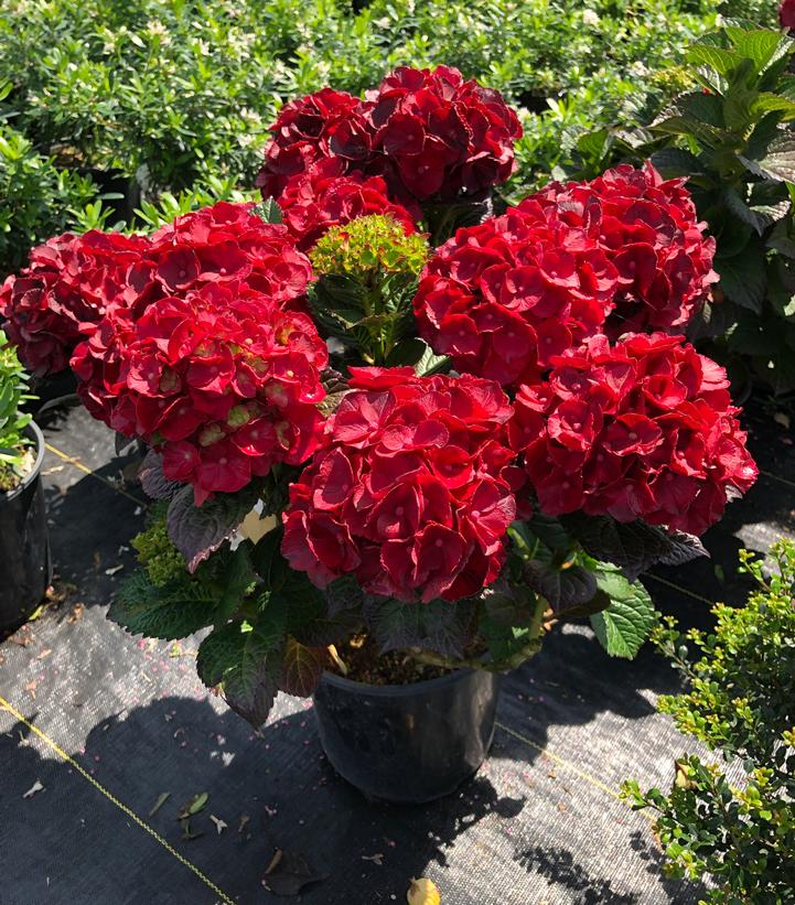 Hydrangea mac. 'Cherry-Go-Round™' -photo courtesy of Bloomin' Easy