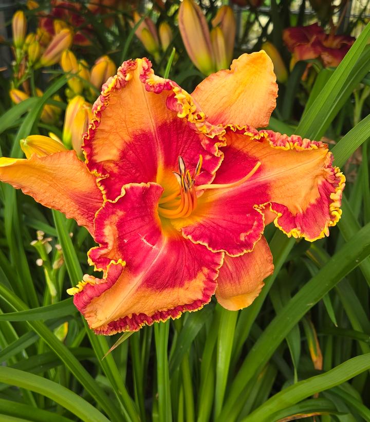 Image Credit: Prides Corner Farms