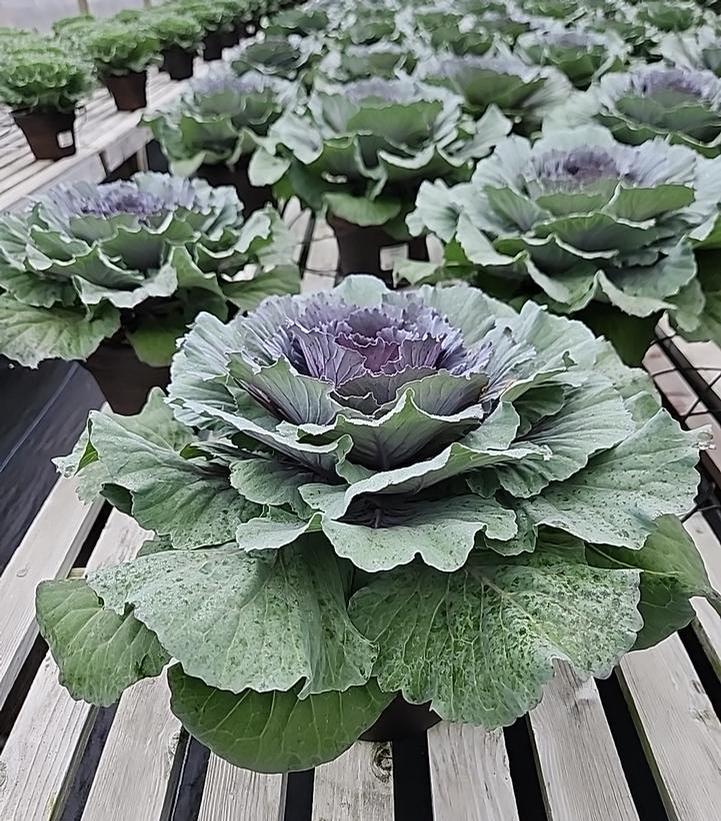 Image Credit: Prides Corner Farms