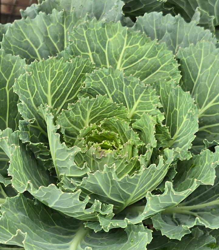Image Credit: Prides Corner Farms