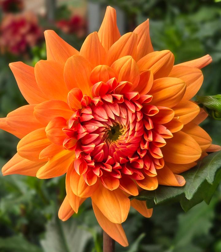 Image Credit: Prides Corner Farms