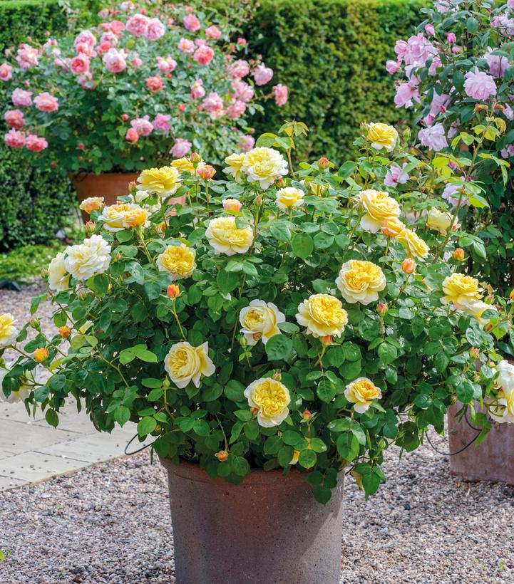 Image Credit: David Austin Roses