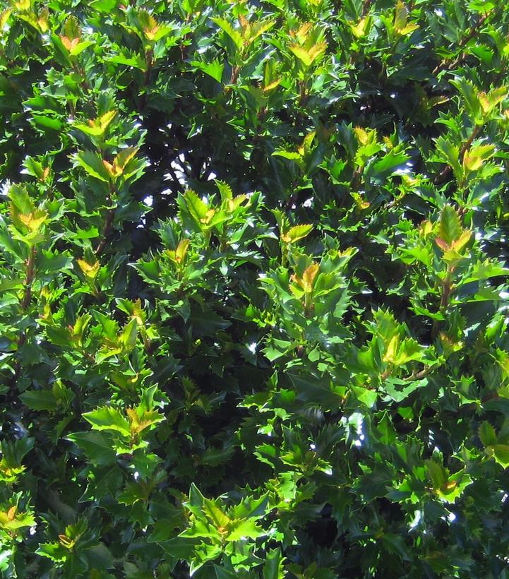 Image Credit: Willoway Nurseries
