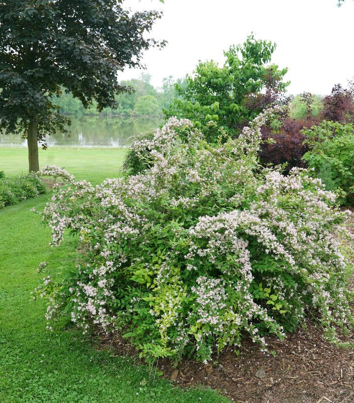 Image Credit: Spring Meadow Nursery