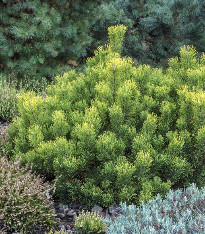 Pinus mugo ''Enci'' Enci Mugo Pine from Dietrich Gardens